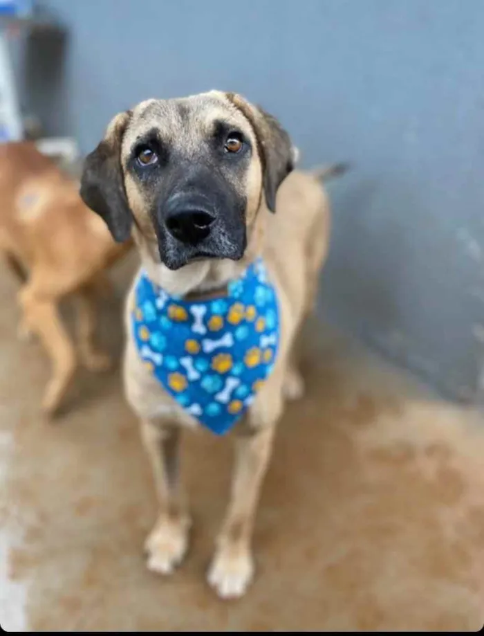 Cachorro ra a Sem raça  idade 2 anos nome Sem nome 