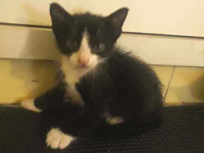 Gato ra a Sem raça  idade Abaixo de 2 meses nome Sem nome