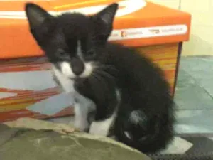 Gato raça Sem raça  idade Abaixo de 2 meses nome Sem nome