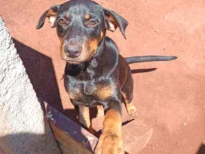 Cachorro raça  idade 2 a 6 meses nome Pantera