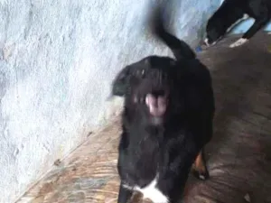 Cachorro raça Não Definida idade 1 ano nome July 