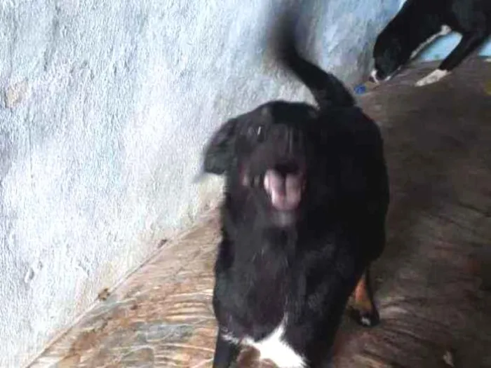 Cachorro raça Não Definida idade 1 ano nome July 