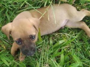 Cachorro raça Vira lata idade 2 a 6 meses nome Simba