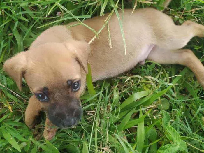 Cachorro ra a Vira lata idade 2 a 6 meses nome Simba
