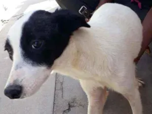 Cachorro raça Não Definida idade 1 ano nome Zaya