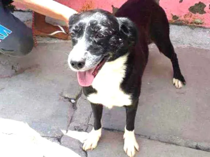 Cachorro raça Não Definida idade 3 anos nome Anita