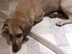 Cachorro raça Não sei idade  nome Belinha