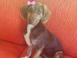 Cachorro raça Srd idade 2 a 6 meses nome Hortência 