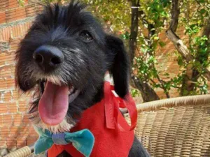 Cachorro raça Srd idade 2 a 6 meses nome Igor