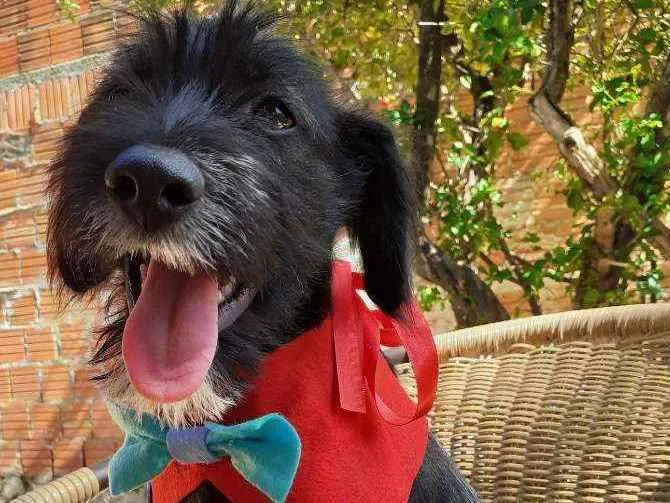 Cachorro ra a Srd idade 2 a 6 meses nome Igor
