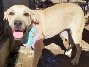 Cachorro raça Srd idade 1 ano nome Luna