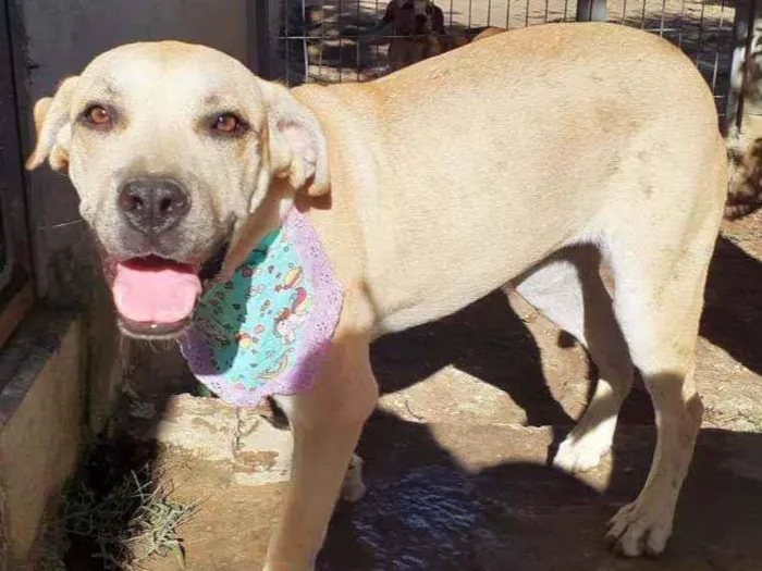 Cachorro ra a Srd idade 1 ano nome Luna