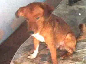 Cachorro raça Não Definida idade 1 ano nome Kevinho