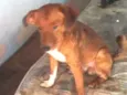 Cachorro raça Não Definida idade 1 ano nome Kevinho