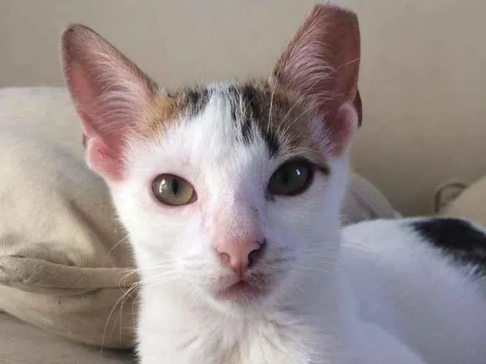 Gato raça SRD-ViraLata idade 2 a 6 meses nome Confete