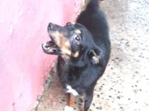 Cachorro raça Não Definida idade 1 ano nome Lua