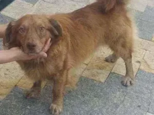 Cachorro raça Srd idade 2 anos nome Toddy