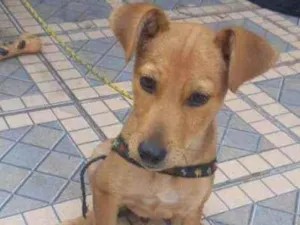 Cachorro raça Srd idade 2 a 6 meses nome Caramelo