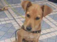 Cachorro raça Srd idade 2 a 6 meses nome Caramelo
