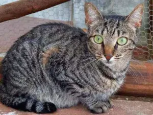 Gato raça Sem raça definida idade 2 anos nome Mingau