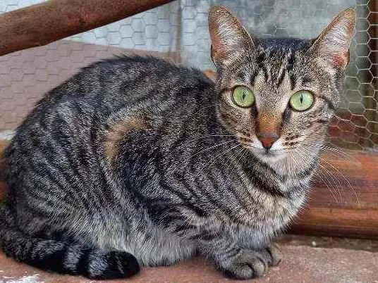 Gato ra a Sem raça definida idade 2 anos nome Mingau