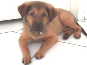 Cachorro raça Mistura chow -chow com viralat idade 2 a 6 meses nome Luna 
