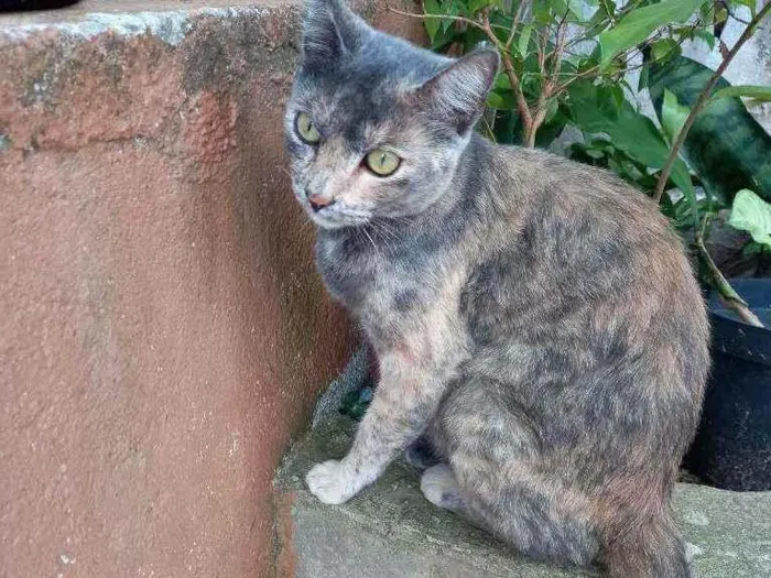 Gato ra a Sem raça definida idade 1 ano nome Nestlé