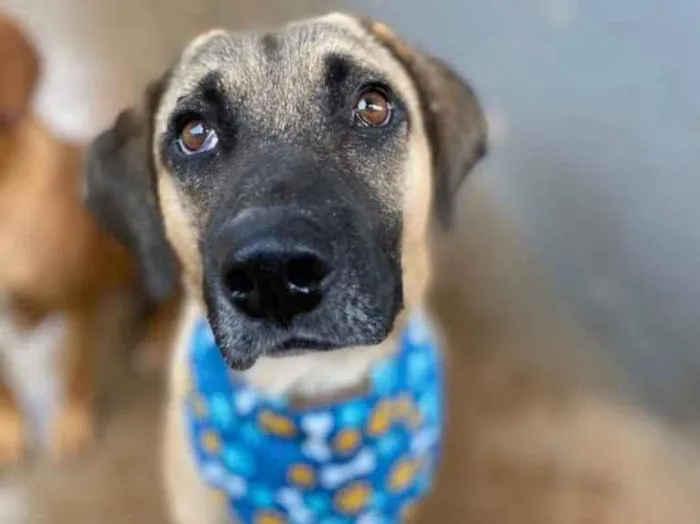 Cachorro ra a Sem raça  idade 2 anos nome Sem nome 