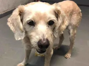 Cachorro raça SRD  idade 5 anos nome Pipoca 