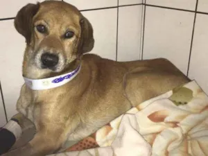 Cachorro raça Sem raça definida idade 6 ou mais anos nome Valente