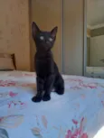 Chiquinho