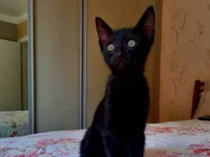 Gato raça SRD idade 2 a 6 meses nome Chiquinho