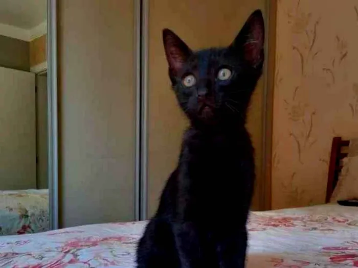 Gato ra a SRD idade 2 a 6 meses nome Chiquinho