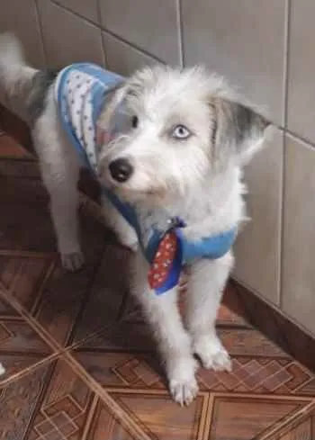 Cachorro ra a Mestiço  idade 2 a 6 meses nome Tito 