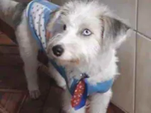 Cachorro raça Mestiço  idade 2 a 6 meses nome Tito 