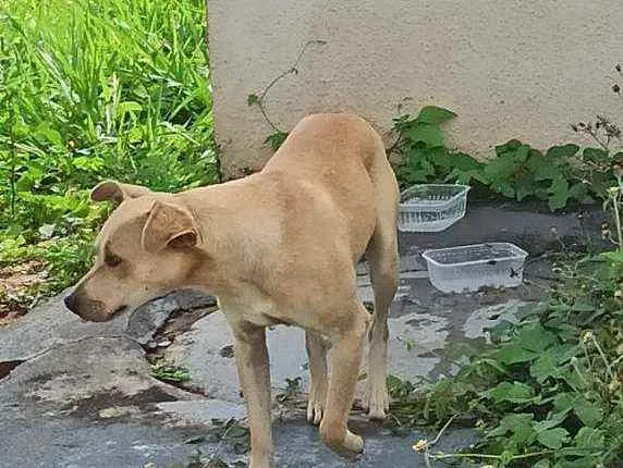 Cachorro ra a Indefinida idade 7 a 11 meses nome Guerreiro