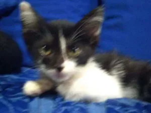 Gato raça SRD idade 2 a 6 meses nome ....