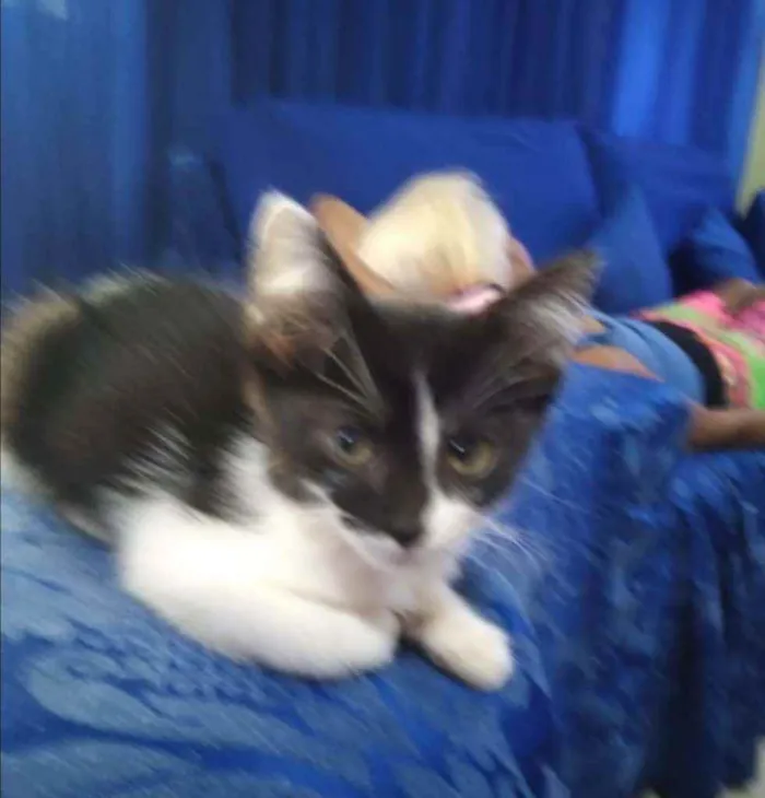 Gato raça SRD idade 2 a 6 meses nome ....