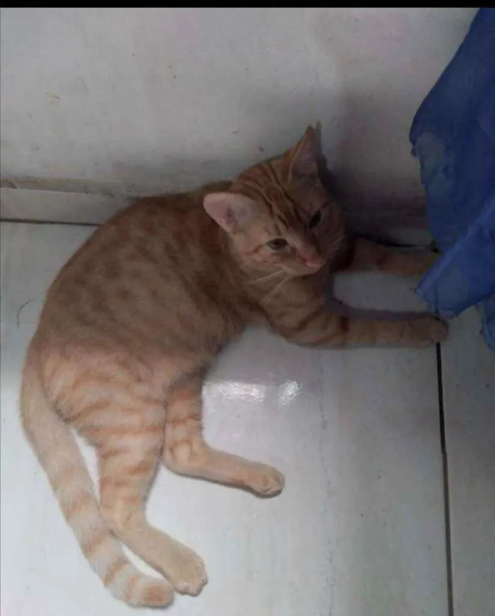 Gato raça SRD idade 2 a 6 meses nome .....