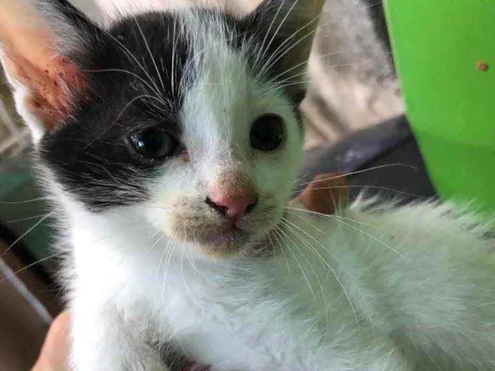 Gato ra a Não sei  idade Abaixo de 2 meses nome Gatinho