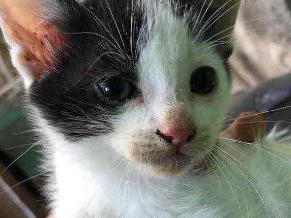 Gato ra a Não sei  idade Abaixo de 2 meses nome Gatinho