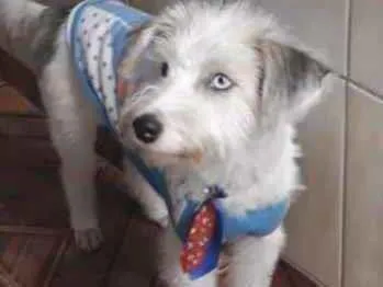 Cachorro ra a Mestiço  idade 2 a 6 meses nome Tito 