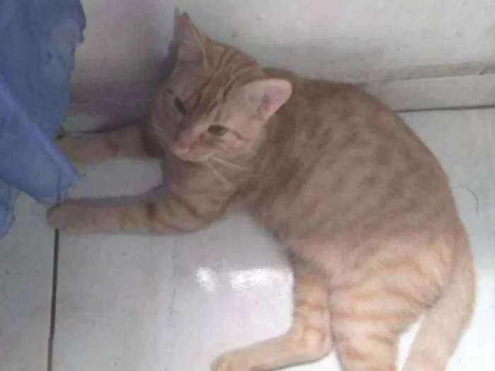 Gato raça SRD idade 2 a 6 meses nome .....