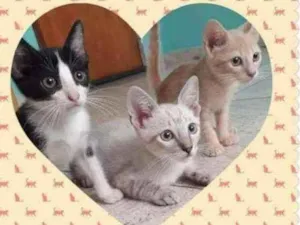 Gato raça SRD idade 2 a 6 meses nome ......