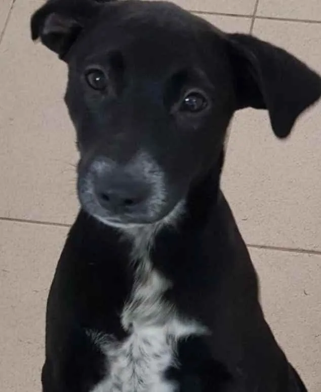 Cachorro raça Vira lata  idade 7 a 11 meses nome Bebel