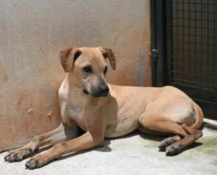 Cachorro raça Vira lata  idade 1 ano nome Alvaro 