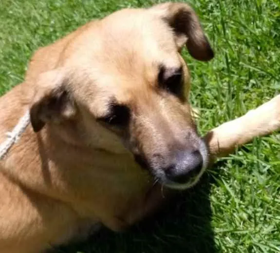 Cachorro raça Vira lata  idade 3 anos nome Adriana 