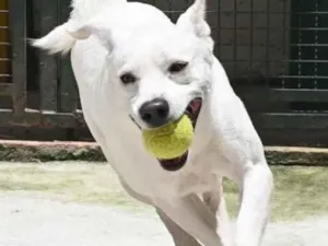 Cachorro raça Mestiço labrador idade 3 anos nome Ras