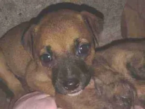 Cachorro raça Misturada idade 2 a 6 meses nome Bob