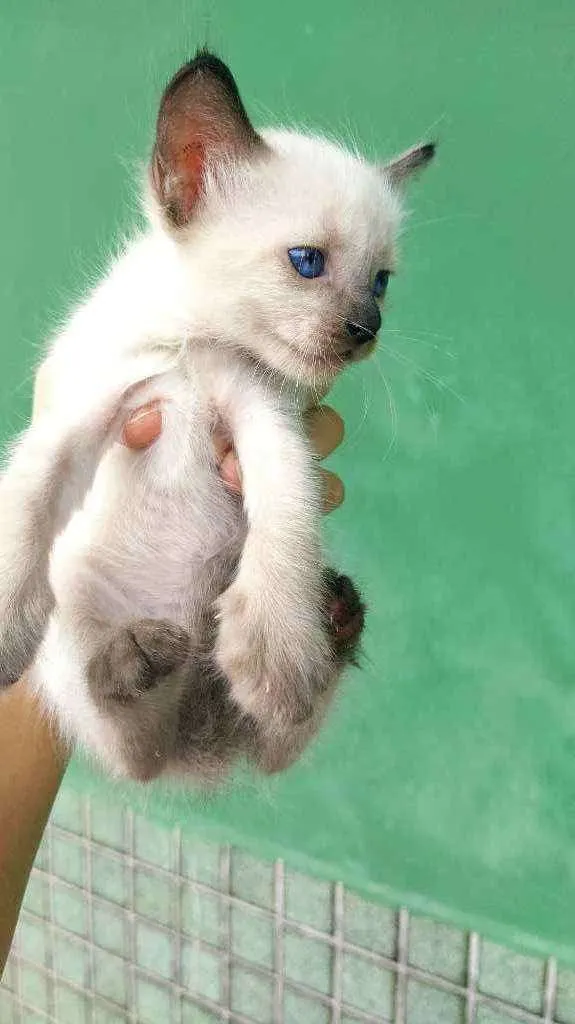 Gato raça  idade Abaixo de 2 meses nome Sem nome